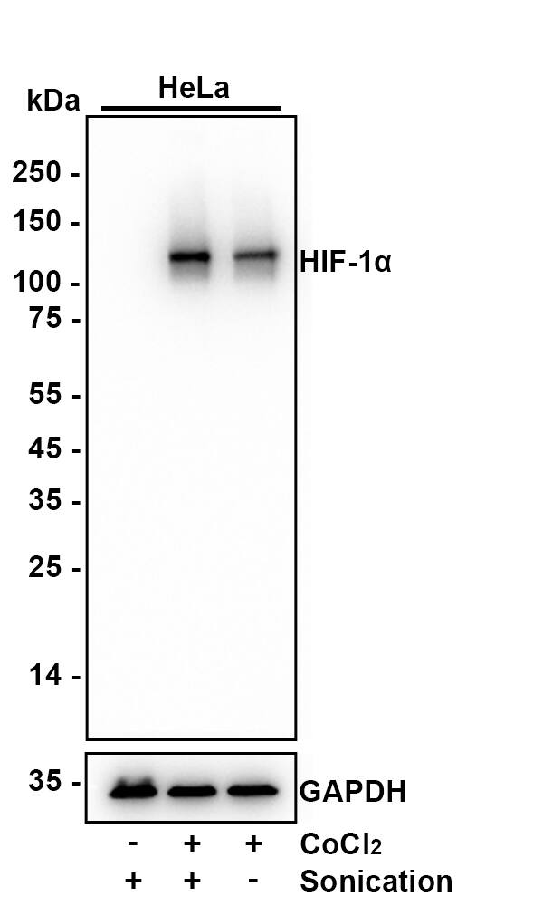 Western blot analysis on different lysates with NBP3-32424 at 1/5,000 dilution. Lane 1: HeLa cell lysate (15 µg/Lane) Lane 2: HeLa treated with 0.5mM CoCl2 for 6 hours cell lysate (With sonication) (15 µg/Lane) Lane 3: HeLa treated with 0.5mM CoCl2 for 6 hours cell lysate (Without sonication) (15 µg/Lane) Predicted band size: 93 kDa Observed band size: 120 kDa Exposure time: 10 seconds;  4-20% SDS-PAGE gel. Proteins were transferred to a PVDF membrane and blocked with 5% NFDM/TBST for 1 hour at room temperature. NBP3-32424 at 1/5,000 dilution was used at 4℃ overnight. Goat Anti-Rabbit IgG [HRP] Secondary Antibody at 1/50,000 dilution was used for 1 hour at room temperature.
