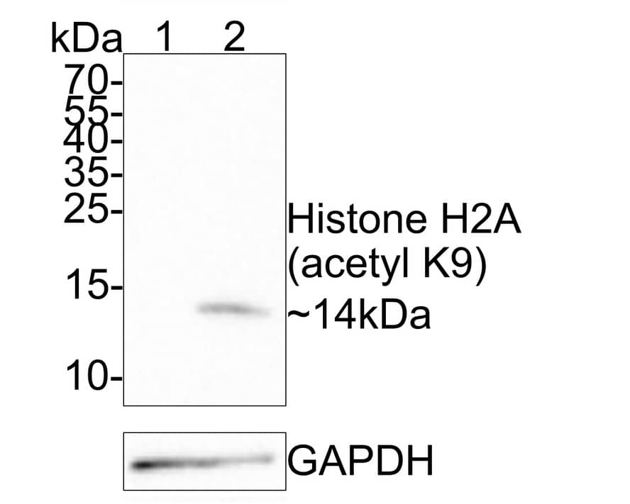 Western blot analysis on different lysates with NBP3-32425 at 1/1,000 dilution. Lane 1: HeLa whole cell lysate (20 µg/Lane) Lane 2: HeLa treated with 500 ng/mL TSA for 4 hours whole cell lysate (20 µg/Lane) Predicted band size: 14 kDa Observed band size: 14 kDa Exposure time: 3 minutes; 15% SDS-PAGE gel. Proteins were transferred to a PVDF membrane and blocked with 5% NFDM/TBST for 1 hour at room temperature. NBP3-32425 at 1/1,000 dilution was used in 5% NFDM/TBST at room temperature for 2 hours. Goat Anti-Rabbit IgG [HRP] Secondary Antibody at 1/300,000 dilution was used for 1 hour at room temperature.