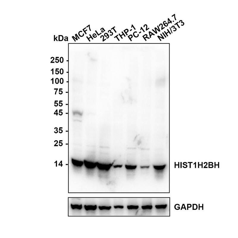 Western blot analysis on different lysates with NBP3-32426 at 1/1,000 dilution. Lane 1: MCF-7 (Human breast cancer cell) cell lysate Lane 2: Hela (Human cervical adenocarcinoma cell) cell lysate Lane 3: 293T (Human embryonic kidney cell) cell lysate Lane 4：THP-1 (Human acute monoblastic leukemia cell) cell lysate Lane 5: PC-12 (Rat pheochromocytoma cell (undifferentiated)) cell lysate Lane 6: RAW264.7 (Mouse monocytic macrophage leukemia cell) cell lysate Lane 7: NIH/3T3 (Mouse fibroblast) cell lysate Lysates/proteins at 20 µg/Lane. Exposure time: 6 seconds Blocking: 5% NFDM/TBST, 1 hour at room temperature Primary antibody: NBP3-32426, 1/1,000 in primary antibody dilution buffer, overnight at 4 ℃ Secondary antibody: Goat Anti-Rabbit IgG [HRP] Secondary Antibody, 1/50,000 in 5% NFDM/TBST, 1 hour at room temperature Predicted band size: 14 kDa Observed band size: 14 kDa