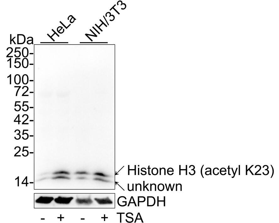 Western blot analysis on different lysates with NBP3-32428 at 1/1,000 dilution. Lane 1: HeLa cell lysate Lane 2: HeLa treated with 500 ng/mL TSA for 4 hours cell lysate Lane 3: NIH/3T3 cell lysate Lane 4: NIH/3T3 treated with 500 ng/mL TSA for 4 hours cell lysate Lysates/proteins at 40 µg/Lane. Predicted band size: 15 kDa Observed band size: 15/14 kDa Exposure time: 1 minute; 4-20% SDS-PAGE gel. Proteins were transferred to a PVDF membrane and blocked with 5% NFDM/TBST for 1 hour at room temperature. NBP3-32428 at 1/1,000 dilution was used in 5% NFDM/TBST at 4℃ overnight. Goat Anti-Rabbit IgG [HRP] Secondary Antibody at 1/50,000 dilution was used for 1 hour at room temperature.