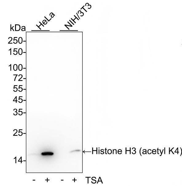 Western blot analysis on different lysates with NBP3-32429 at 1/1,000 dilution and competitor's antibody at 1/1,000 dilution. Lane 1: HeLa cell lysate Lane 2: HeLa treated with 500ng/mL TSA for 4 hours cell lysate Lane 3: NIH/3T3 cell lysate Lane 4: NIH/3T3 treated with 400nM TSA for 18 hours cell lysate Lysates/proteins at 20 µg/Lane. Predicted band size: 15 kDa Observed band size: 15 kDa Exposure time: 1 minute 22 seconds;  4-20% SDS-PAGE gel. Proteins were transferred to a PVDF membrane and blocked with 5% NFDM/TBST for 1 hour at room temperature. NBP3-32429 at 1/1,000 dilution and competitor's antibody at 1/1,000 dilution were used in 5% NFDM/TBST at 4℃ overnight. Goat Anti-Rabbit IgG [HRP] Secondary Antibody at 1/50,000 dilution was used for 1 hour at room temperature.