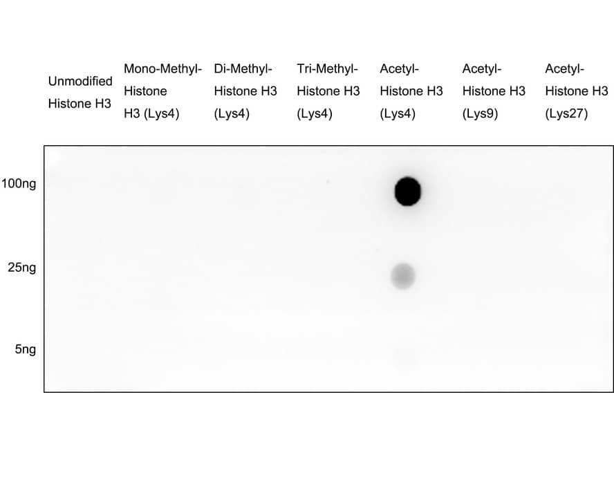Dot Blot: Histone H3 [ac Lys4] Antibody (PSH03-71) [NBP3-32429] - Dot blot analysis of Histone H3 on different proteins with Rabbit anti-Histone H3 antibody (NBP3-32429) at 1/1,000 dilution.  Goat Anti-Rabbit IgG - HRP Secondary Antibody at 1/50,000 dilution for 1 hour at room temperature. Lane 1: Unmodified Histone H3 (negative) Lane 2: Mono-Methyl-Histone H3 (Lys4) (negative) Lane 3: Di-Methyl-Histone H3 (Lys4) (negative) Lane 4: Tri-Methyl-Histone H3 (Lys4) (negative) Lane 5: Acetyl-Histone H3 (Lys4) (positive) Lane 6: Acetyl-Histone H3 (Lys9) (negative) Lane 7: Acetyl-Histone H3 (Lys27) (negative) Proteins loading: 100ng, 25ng, 5ng; Blocking and dilution buffer: 5% NFDM/TBST; Exposure time: 50 seconds.