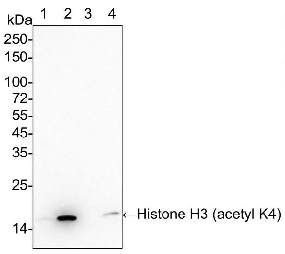 Western Blot: Histone H3 [ac Lys4] Antibody (PSH03-71) [NBP3-32429] - Western blot analysis of Histone H3 on different lysates with Rabbit anti-Histone H3 antibody (NBP3-32429) at 1/1,000 dilution. Lane 1: HeLa cell lysate Lane 2: HeLa treated with 500ng/mL TSA for 4 hours cell lysate Lane 3: NIH/3T3 cell lysate Lane 4: NIH/3T3 treated with 400nM TSA for 18 hours cell lysate Lysates/proteins at 20 µg/Lane. Predicted band size: 15 kDa Observed band size: 15 kDa Exposure time: 1 minute 22 seconds; 4-20% SDS-PAGE gel. Proteins were transferred to a PVDF membrane and blocked with 5% NFDM/TBST for 1 hour at room temperature. The primary antibody at 1/1,000 dilution was used in 5% NFDM/TBST at 4℃ overnight. Goat Anti-Rabbit IgG - HRP Secondary Antibody at 1/50,000 dilution was used for 1 hour at room temperature.