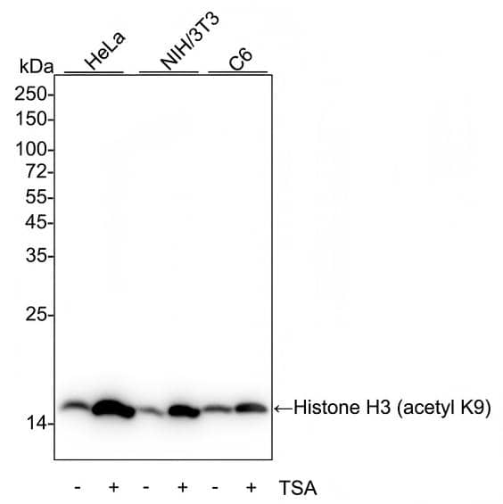 Western blot analysis on different lysates with NBP3-32430 at 1/1,000 dilution and competitor's antibody at 1/1,000 dilution. Lane 1: HeLa cell lysate Lane 2: HeLa treated with 500ng/mL TSA for 4 hours cell lysate Lane 3: NIH/3T3 cell lysate Lane 4: NIH/3T3 treated with 400nM TSA for 18 hours cell lysate Lane 5: C6 cell lysate Lane 6: C6 treated with 1μM TSA for 18 hours cell lysate Lysates/proteins at 20 µg/Lane. Predicted band size: 15 kDa Observed band size: 15 kDa Exposure time: 6 seconds;  4-20% SDS-PAGE gel. Proteins were transferred to a PVDF membrane and blocked with 5% NFDM/TBST for 1 hour at room temperature. NBP3-32430 at 1/1,000 dilution and competitor's antibody at 1/1,000 dilution were used in 5% NFDM/TBST at 4℃ overnight. Goat Anti-Rabbit IgG [HRP] Secondary Antibody at 1/50,000 dilution was used for 1 hour at room temperature.