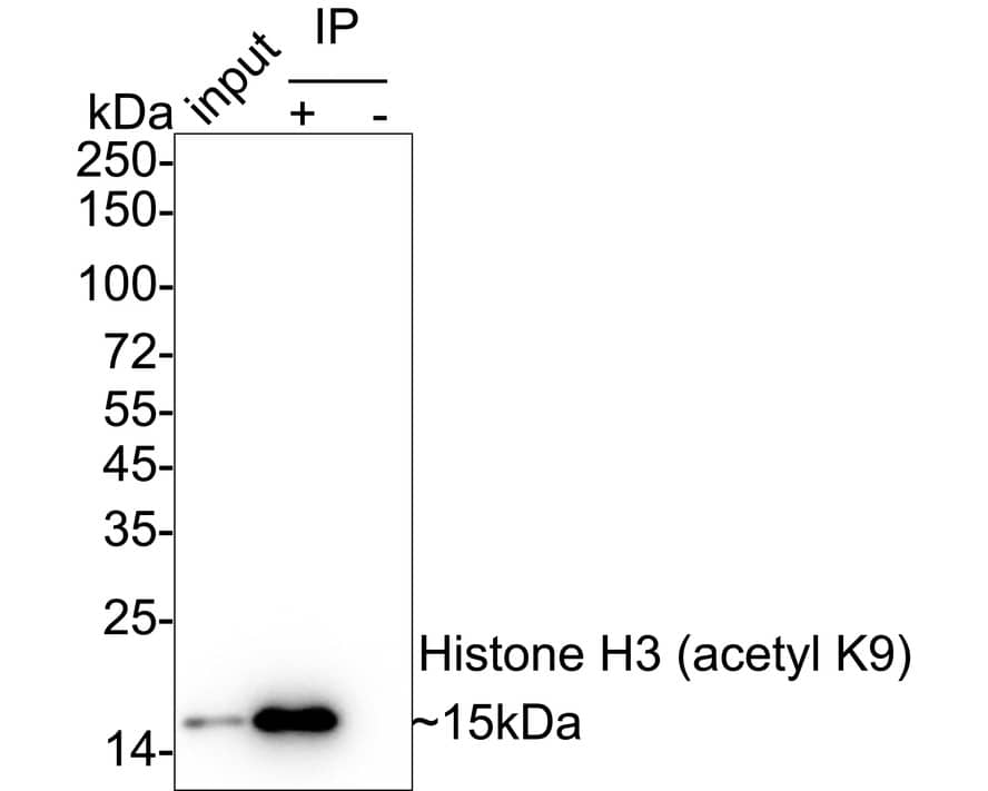 Immunoprecipitation: Histone H3 [ac Lys9] Antibody (PSH04-47) [NBP3-32430] - Histone H3 (acetyl K9) was immunoprecipitated from 0.2 mg HeLa cell lysate with NBP3-32430 at 2 ug/25 ul agarose. Western blot was performed from the immunoprecipitate using NBP3-32430 at 1/2,000 dilution. Anti-Rabbit IgG for IP Nano-secondary antibody at 1/5,000 dilution was used for 1 hour at room temperature. Lane 1: HeLa cell lysate (input) Lane 2: NBP3-32430 IP in HeLa cell lysate Lane 3: Rabbit IgG instead of NBP3-32430 in HeLa cell lysate Blocking/Dilution buffer: 5% NFDM/TBST Exposure time: 18 seconds; ECL