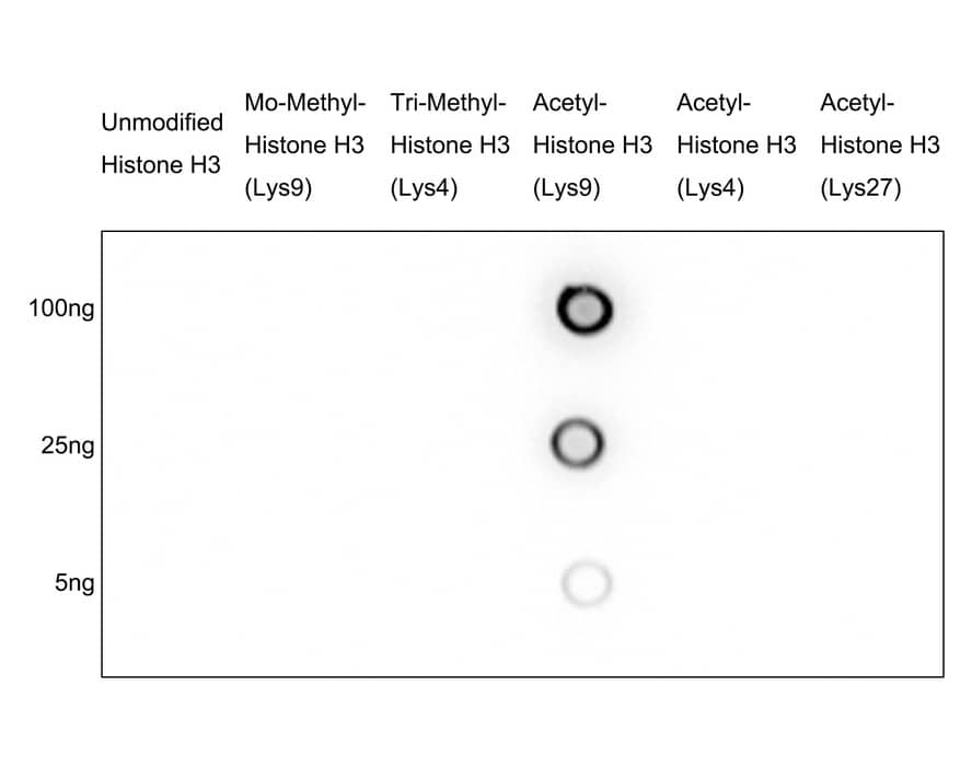 Dot Blot: Histone H3 [ac Lys9] Antibody (PSH04-47) [NBP3-32430] - Dot blot analysis of Histone H3 on different proteins with Rabbit anti-Histone H3 antibody (NBP3-32430) at 1/1,000 dilution.  Goat Anti-Rabbit IgG - HRP Secondary Antibody at 1/50,000 dilution for 1 hour at room temperature. Lane 1: Unmodified Histone H3 (negative) Lane 2: Mono-Methyl-Histone H3 (Lys9) (negative) Lane 3: Tri-Methyl-Histone H3 (Lys9) (negative) Lane 4: Acetyl-Histone H3 (Lys9) (positive) Lane 5: Acetyl-Histone H3 (Lys4) (negative) Lane 6: Acetyl-Histone H3 (Lys27) (negative) Proteins loading: 100ng, 25ng, 5ng; Blocking and dilution buffer: 5% NFDM/TBST; Exposure time: 30 seconds; ECL.