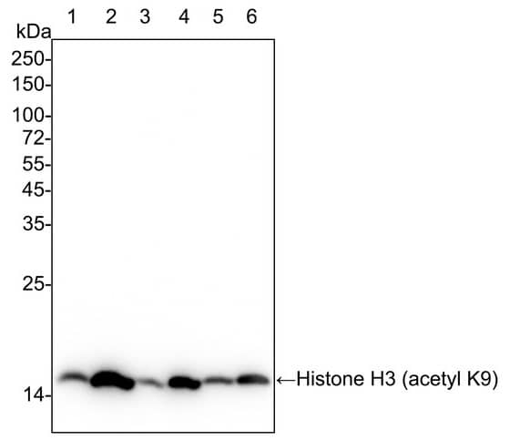 Western Blot: Histone H3 [ac Lys9] Antibody (PSH04-47) [NBP3-32430] - Western blot analysis of Histone H3 on different lysates with Rabbit anti-Histone H3 antibody (NBP3-32430) at 1/1,000 dilution. Lane 1: HeLa cell lysate Lane 2: HeLa treated with 500ng/mL TSA for 4 hours cell lysate Lane 3: NIH/3T3 cell lysate Lane 4: NIH/3T3 treated with 400nM TSA for 18 hours cell lysate Lane 5: C6 cell lysate Lane 6: C6 treated with 1μM TSA for 18 hours cell lysate Lysates/proteins at 20 µg/Lane. Predicted band size: 15 kDa Observed band size: 15 kDa Exposure time: 6 seconds; ECL; 4-20% SDS-PAGE gel. Proteins were transferred to a PVDF membrane and blocked with 5% NFDM/TBST for 1 hour at room temperature. The primary antibody at 1/1,000 dilution was used in 5% NFDM/TBST at 4℃ overnight. Goat Anti-Rabbit IgG - HRP Secondary Antibody at 1/50,000 dilution was used for 1 hour at room temperature.