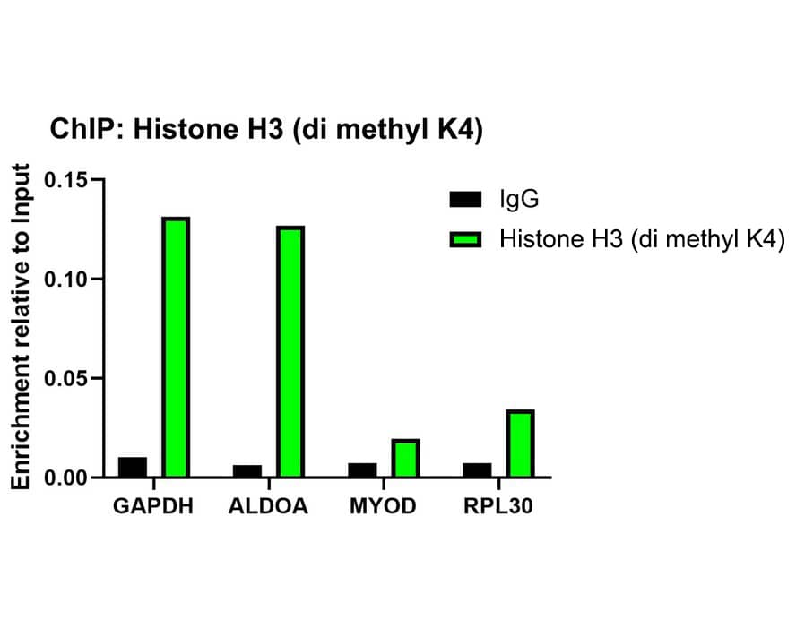 Chromatin Immunoprecipitation: Histone H3 [Dimethyl Lys4] Antibody (JE00-98) [NBP3-32431] - Chromatin immunoprecipitations were performed with cross-linked chromatin from HeLa cells and either Histone H3 (NBP3-32431) or Normal Rabbit IgG according to the ChIP protocol. The enriched DNA was quantified by real-time PCR using indicated primers. The amount of immunoprecipitated DNA in each sample is represented as signal relative to the total amount of input chromatin, which is equivalent to one.