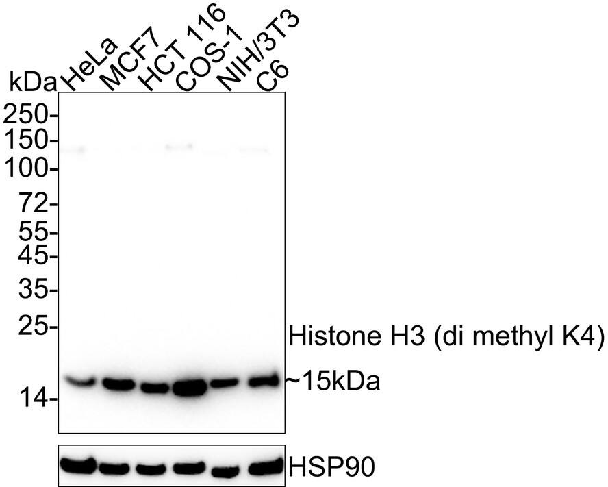 Western Blot: Histone H3 [Dimethyl Lys4] Antibody (JE00-98) [NBP3-32431] - Western blot analysis of Histone H3 on different lysates with Rabbit anti-Histone H3 antibody (NBP3-32431) at 1/1,000 dilution. Lane 1: HeLa cell lysate Lane 2: MCF7 cell lysate Lane 3: HCT 116 cell lysate Lane 4: COS-1 cell lysate Lane 5: NIH/3T3 cell lysate Lane 6: C6 cell lysate Lysates/proteins at 10 ug/Lane. Predicted band size: 15 kDa Observed band size: 15 kDa Exposure time: 14 seconds; ECL; 4-20% SDS-PAGE gel. Proteins were transferred to a PVDF membrane and blocked with 5% NFDM/TBST for 1 hour at room temperature. The primary antibody (NBP3-32431) at 1/1,000 dilution was used in 5% NFDM/TBST at 4  overnight. Goat Anti-Rabbit IgG - HRP Secondary Antibody at 1/50,000 dilution was used for 1 hour at room temperature.