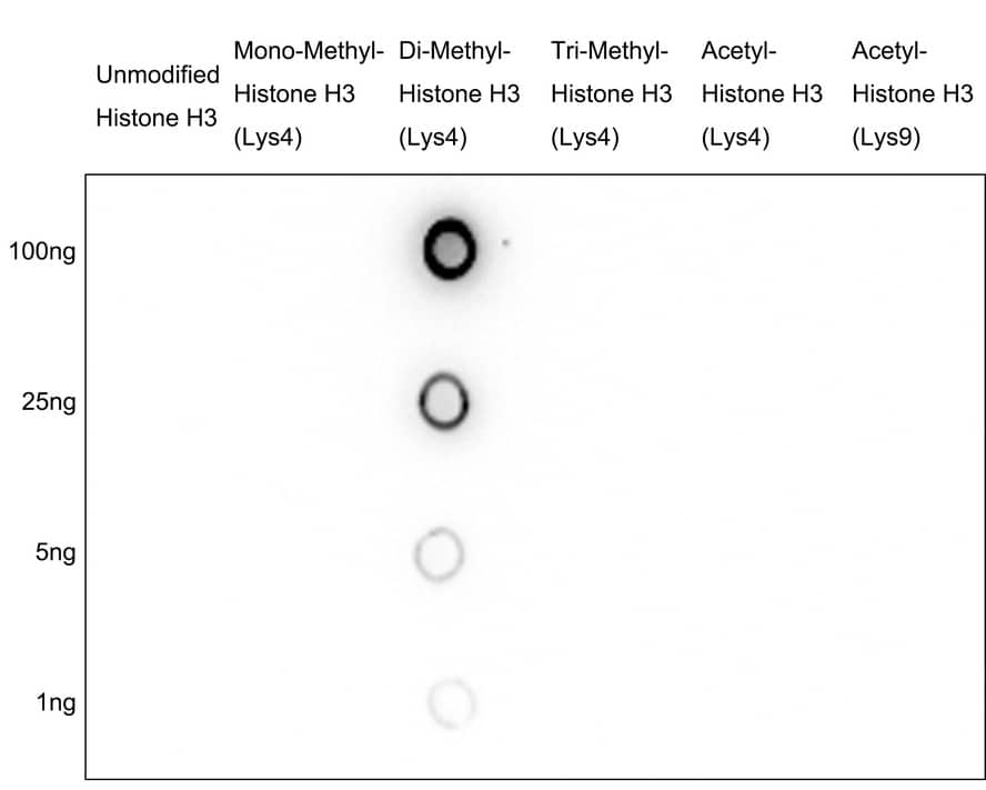 Dot Blot: Histone H3 [Dimethyl Lys4] Antibody (JE00-98) [NBP3-32431] - Dot blot analysis of Histone H3 on different proteins with Rabbit anti-Histone H3 antibody (NBP3-32431) at 1/1,000 dilution.  Goat Anti-Rabbit IgG - HRP Secondary Antibody at 1/50,000 dilution for 1 hour at room temperature. Lane 1: Unmodified Histone H3 (negative) Lane 2: Mono-Methyl-Histone H3 (Lys4) (negative) Lane 3: Di-Methyl-Histone H3 (Lys4) (positive) Lane 4: Tri-Methyl-Histone H3 (Lys4) (negative) Lane 5: Acetyl-Histone H3 (Lys4) (negative) Lane 6: Acetyl-Histone H3 (Lys9) (negative) Proteins loading: 100ng, 25ng, 5ng, 1ng; Blocking and dilution buffer: 5% NFDM/TBST; Exposure time: 15 seconds; ECL.