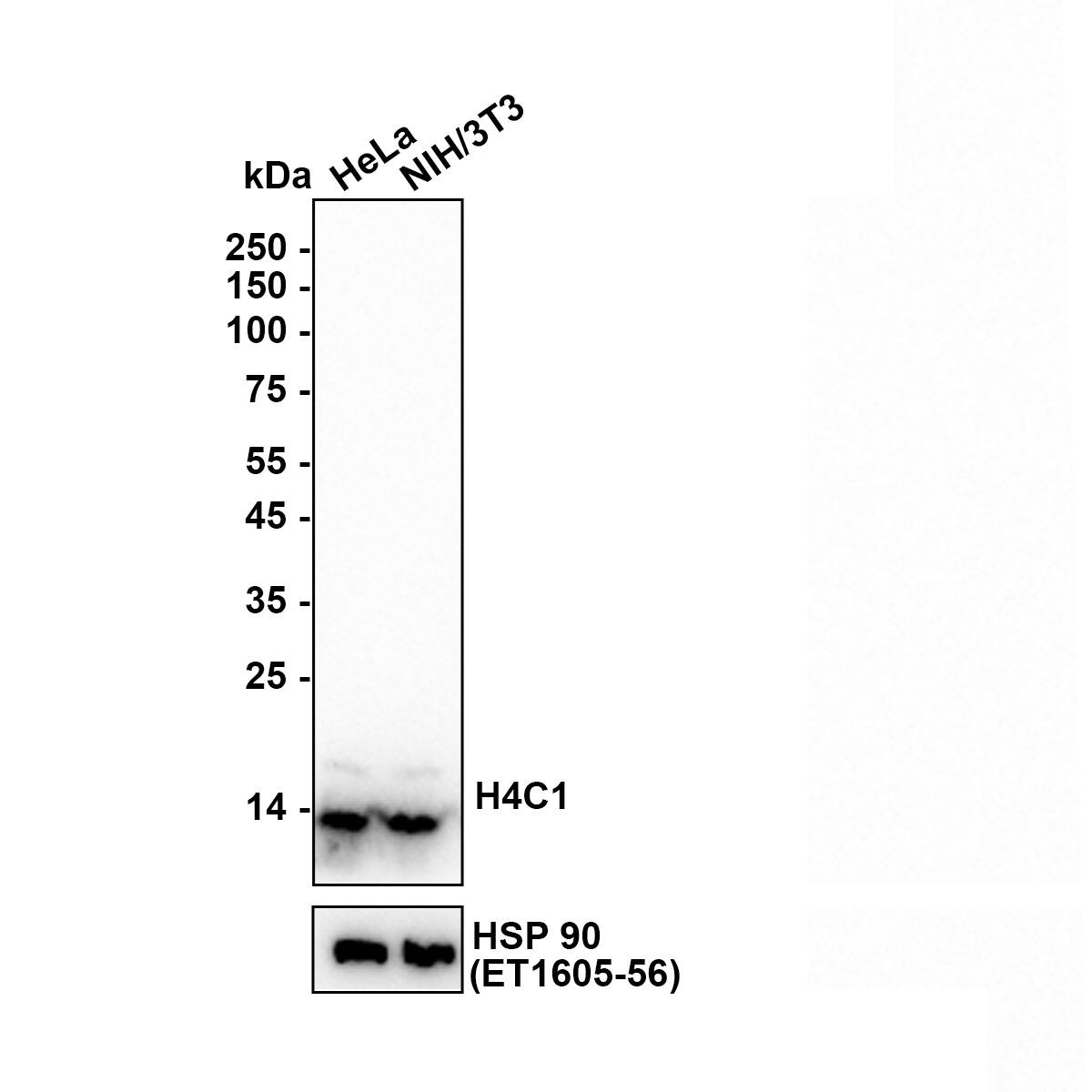 Western blot analysis on different lysates with NBP3-32432 at 1/5,000 dilution. Lane 1: HeLa (Human cervical adenocarcinoma cell) cell lysate Lane 2: NIH/3T3 (Human embryonic kidney cell) cell lysate Lysates/proteins at 15 µg/Lane. Exposure time: 46 seconds Blocking: 5% NFDM/TBST, 1 hour at room temperature Primary antibody: NBP3-32432, 1/5,000 in primary antibody dilution buffer, overnight at 4 ℃ Secondary antibody: Goat Anti-Rabbit IgG [HRP] Secondary Antibody, 1/50,000 in 5% NFDM/TBST, 1 hour at room temperature Predicted band size: 11 kDa Observed band size: 11 kDa