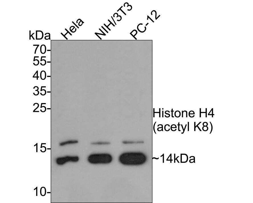 Western Blot: Histone H4 [ac Lys8] Antibody (PS01-25) [NBP3-32432] - Western blot analysis of Histone H4 on different lysates with Rabbit anti-Histone H4 antibody (NBP3-32432) at 1/500 dilution. Lane 1: Hela cell lysate, 10 ug/Lane Lane 2: NIH/3T3 cell lysate, 10 ug/Lane Lane 3: PC-12 cell lysate, 10 ug/Lane Predicted band size: 11 kDa Observed band size: 14/16 kDa Exposure time: 2 minutes; 15% SDS-PAGE gel. Proteins were transferred to a PVDF membrane and blocked with 5% NFDM/TBST for 1 hour at room temperature. The primary antibody (NBP3-32432) at 1/500 dilution was used in 5% NFDM/TBST at room temperature for 2 hours. Goat Anti-Rabbit IgG - HRP Secondary Antibody at 1:300,000 dilution was used for 1 hour at room temperature.