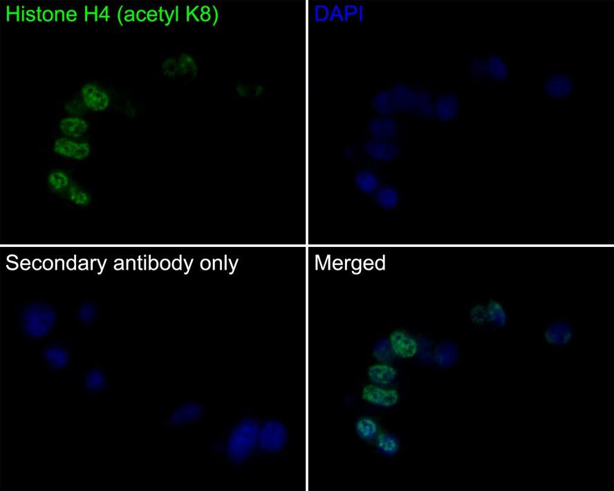 Immunocytochemistry/ Immunofluorescence: Histone H4 [ac Lys8] Antibody (PS01-25) [NBP3-32432] - Immunocytochemistry analysis of PC-12 cells labeling Histone H4 with Rabbit anti-Histone H4 antibody (NBP3-32432) at 1/50 dilution. Cells were fixed in 4% paraformaldehyde for 10 minutes at 37 ℃, permeabilized with 0.05% Triton X-100 in PBS for 20 minutes, and then blocked with 2% negative goat serum for 30 minutes at room temperature. Cells were then incubated with Rabbit anti-Histone H4 antibody (NBP3-32432) at 1/50 dilution in 2% negative goat serum overnight at 4 ℃. Goat Anti-Rabbit IgG H&L (iFluor™ 488) was used as the secondary antibody at 1/1,000 dilution. PBS instead of the primary antibody was used as the secondary antibody only control. Nuclear DNA was labelled in blue with DAPI.