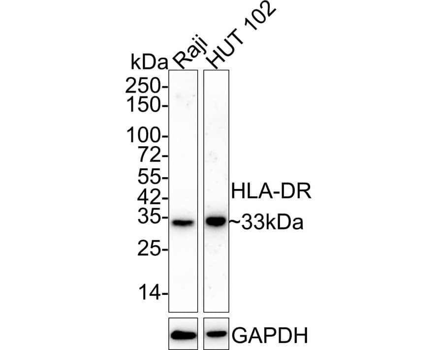 Western Blot: HLA-DR Antibody (10-D8-R) [NBP3-32435] - Western blot analysis of HLA-DR on different lysates with Mouse anti-HLA-DR antibody (NBP3-32435) at 1/1,000 dilution. Lane 1: Raji cell lysate Lane 2: HUT 102 cell lysate Lysates/proteins at 20 ug/Lane. Predicted band size: 29 kDa Observed band size: 33 kDa Exposure time: 3 minutes; 4-20% SDS-PAGE gel. Proteins were transferred to a PVDF membrane and blocked with 5% NFDM/TBST for 1 hour at room temperature. The primary antibody (NBP3-32435) at 1/1,000 dilution was used in 5% NFDM/TBST at 4  overnight. Goat Anti-Mouse IgG - HRP Secondary Antibody at 1/50,000 dilution was used for 1 hour at room temperature.