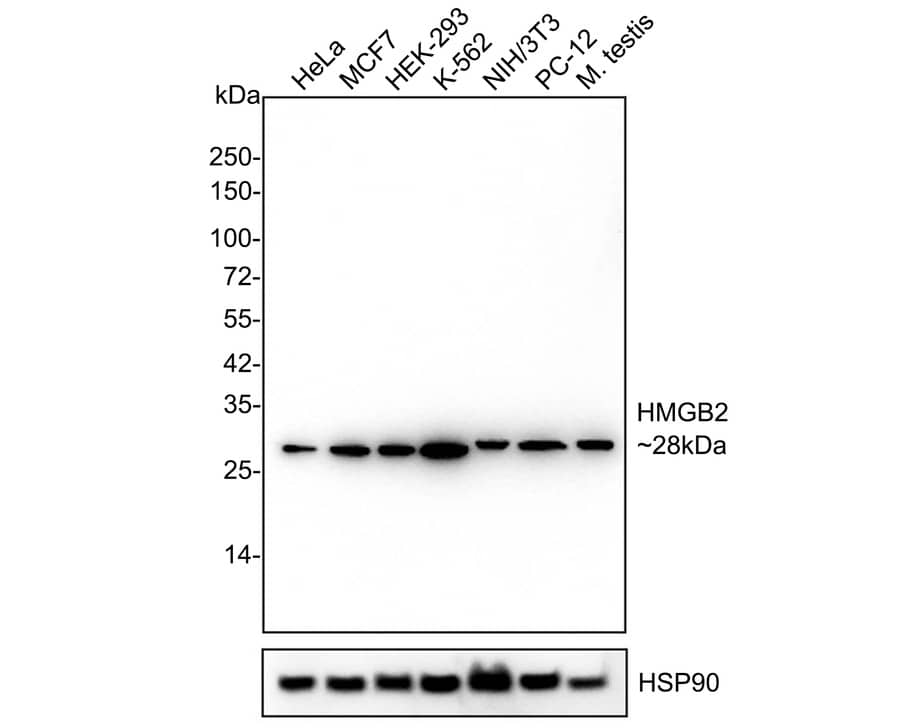 Western Blot: HMGB2 Antibody (JE52-82) [NBP3-32436] - Western blot analysis of HMGB2 on different lysates with Rabbit anti-HMGB2 antibody (NBP3-32436) at 1/1,000 dilution. Lane 1: HeLa cell lysate Lane 2: MCF7 cell lysate Lane 3: HEK-293 cell lysate Lane 4:  K-562 cell lysate Lane 5: NIH/3T3 cell lysate Lane 6: PC-12 cell lysate Lane 7:Mouse testis tissue lysate Cell lysates/proteins at 20 ug/Lane. Tissue lysates/proteins at 30 ug/Lane. Predicted band size: 24kDa Observed band size: 28 kDa Exposure time: 3 minutes 10 seconds; 4-20% SDS-PAGE gel. Proteins were transferred to a PVDF membrane and blocked with 5% NFDM/TBST for 1 hour at room temperature. The primary antibody (NBP3-32436) at 1/1,000 dilution was used in 5% NFDM/TBST at 4  overnight. Goat Anti-Rabbit IgG - HRP Secondary Antibody at 1/50,000 dilution was used for 1 hour at room temperature.