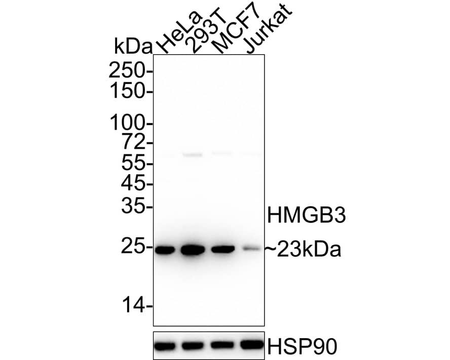 Western blot analysis on different lysates with NBP3-32437 at 1/1,000 dilution. Lane 1: HeLa cell lysate Lane 2: 293T cell lysate Lane 3: MCF7 cell lysate Lane 4: Jurkat cell lysate Lysates/proteins at 20 µg/Lane. Predicted band size: 23 kDa Observed band size: 23 kDa Exposure time: 50 seconds; 4-20% SDS-PAGE gel. Proteins were transferred to a PVDF membrane and blocked with 5% NFDM/TBST for 1 hour at room temperature. NBP3-32437 at 1/1,000 dilution was used in 5% NFDM/TBST at 4℃ overnight. Goat Anti-Rabbit IgG [HRP] Secondary Antibody at 1/50,000 dilution was used for 1 hour at room temperature.