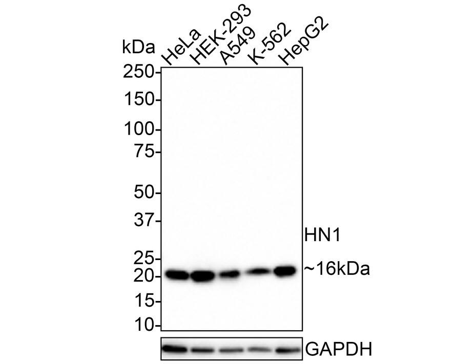 Western Blot HN1 Antibody (JE55-74)