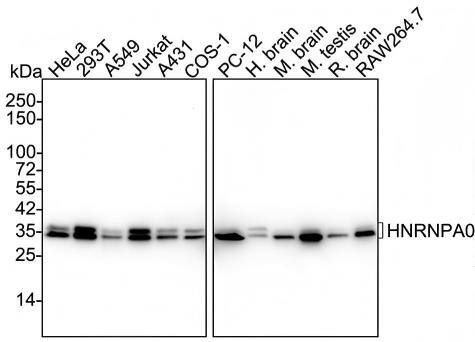 Western blot analysis on different lysates with NBP3-32439 at 1/2,000 dilution and competitor's antibody at 1/2,000 dilution. Lane 1: HeLa cell lysate Lane 2: 293T cell lysate Lane 3: A549 cell lysate Lane 4: Jurkat cell lysate Lane 5: A431 cell lysate Lane 6: COS-1 cell lysate Lane 7: PC-12 cell lysate Lane 8: Human brain tissue lysate Lane 9: Mouse brain tissue lysate Lane 10: Mouse testis tissue lysate Lane 11: Rat brain tissue lysate Lane 12: RAW264.7 cell lysate Lysates/proteins at 30 µg/Lane. Predicted band size: 31 kDa Observed band size: 34/36 kDa Exposure time: Lane 1-12 (left): 10 seconds; Lane 1-12 (right): 42 seconds; 4-20% SDS-PAGE gel. Proteins were transferred to a PVDF membrane and blocked with 5% NFDM/TBST for 1 hour at room temperature. NBP3-32439 at 1/2,000 dilution and competitor's antibody at 1/2,000 dilution were used in 5% NFDM/TBST at 4℃ overnight. Goat Anti-Rabbit IgG [HRP] Secondary Antibody at 1/50,000 dilution was used for 1 hour at room temperature.