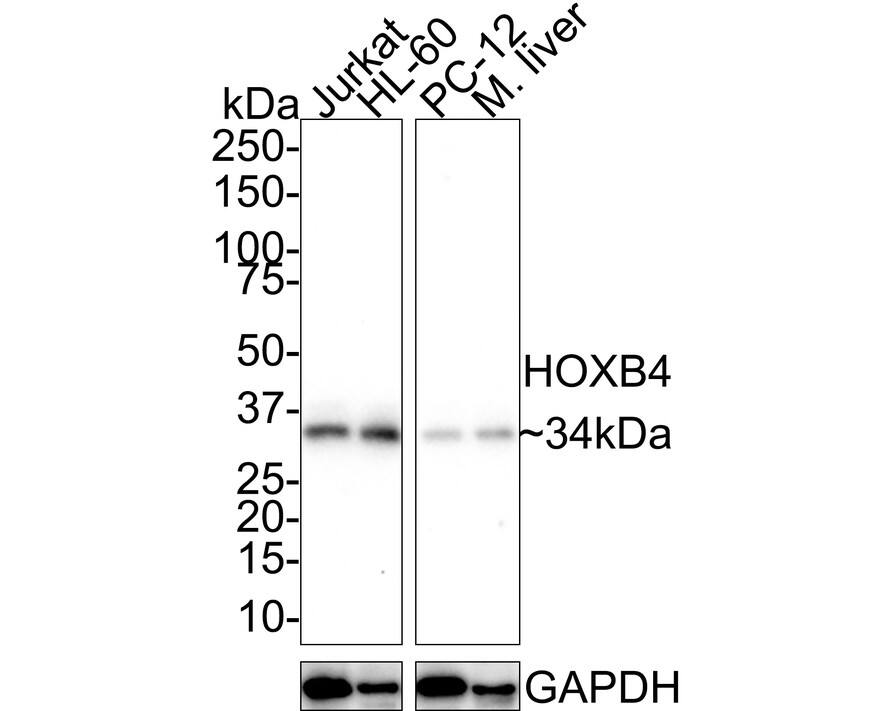 Western blot analysis on different lysates with NBP3-32440 at 1/1,000 dilution. Lane 1: Jurkat cell lysate Lane 2: HL-60 cell lysate Lane 3: PC-12 cell lysate Lane 4: Mouse liver tissue lysate Lysates/proteins at 30 µg/Lane. Predicted band size: 28 kDa Observed band size: 34 kDa Exposure time: 5 minutes; 4-20% SDS-PAGE gel. Proteins were transferred to a PVDF membrane and blocked with 5% NFDM/TBST for 1 hour at room temperature. NBP3-32440 at 1/1,000 dilution was used in 5% NFDM/TBST at room temperature for 2 hours. Goat Anti-Rabbit IgG [HRP] Secondary Antibody at 1/50,000 dilution was used for 1 hour at room temperature.