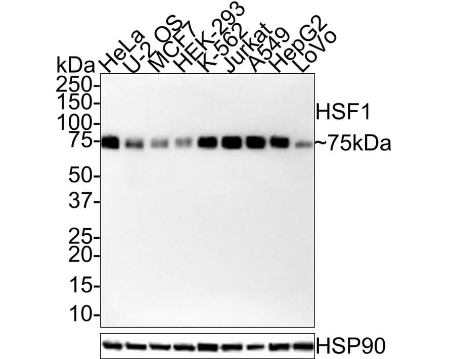 Western Blot: HSF1 Antibody (JE44-79) [NBP3-32444] - Western blot analysis of HSF1 on different lysates with Rabbit anti-HSF1 antibody (NBP3-32444) at 1/1,000 dilution. Lane 1: HeLa cell lysate Lane 2: U-2 OS cell lysate Lane 3: MCF7 cell lysate Lane 4: HEK-293 cell lysate Lane 5: K-562 cell lysate Lane 6: Jurkat cell lysate Lane 7: A549 cell lysate Lane 8: HepG2 cell lysate Lane 9: LoVo cell lysate Lysates/proteins at 15 ug/Lane. Predicted band size: 57 kDa Observed band size: 75 kDa Exposure time: 1 minute; 4-20% SDS-PAGE gel. Proteins were transferred to a PVDF membrane and blocked with 5% NFDM/TBST for 1 hour at room temperature. The primary antibody (NBP3-32444) at 1/1,000 dilution was used in 5% NFDM/TBST at room temperature for 2 hours. Goat Anti-Rabbit IgG - HRP Secondary Antibody at 1:100,000 dilution was used for 1 hour at room temperature.