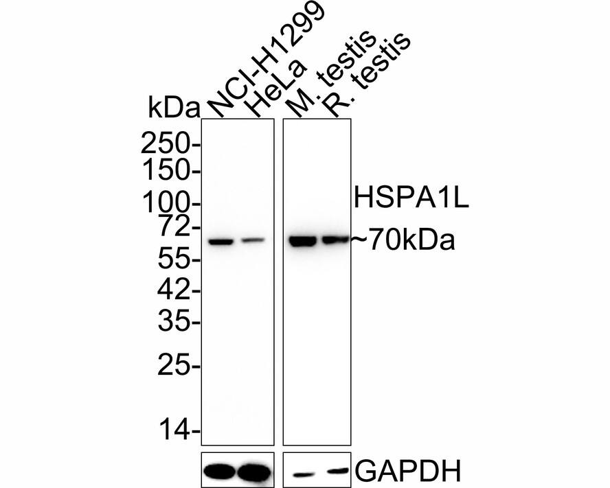 Western blot analysis on different lysates with NBP3-32447 at 1/2,000 dilution. Lane 1: NCI-H1299 cell lysate (20 µg/Lane) Lane 2: HeLa cell lysate (20 µg/Lane) Lane 3: Mouse testis tissue lysate (40 µg/Lane) Lane 4: Rat testis tissue lysate (40 µg/Lane) Predicted band size: 70 kDa Observed band size: 70 kDa Exposure time: Lane 1-2: 5 minutes; Lane 3-4: 24 seconds; 4-20% SDS-PAGE gel. Proteins were transferred to a PVDF membrane and blocked with 5% NFDM/TBST for 1 hour at room temperature. NBP3-32447 at 1/2,000 dilution was used in 5% NFDM/TBST at 4℃ overnight. Anti-Mouse IgG Secondary Antibody at 1/5,000 dilution was used for 1 hour at room temperature.