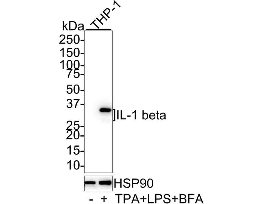 Western Blot: IL-1 beta/IL-1F2 Antibody (PS01-39) [NBP3-32449] - Western blot analysis of IL-1 beta/IL-1F2 on different lysates with Rabbit anti-IL-1 beta/IL-1F2 antibody (NBP3-32449) at 1/1,000 dilution. Lane 1: THP-1 whole cell lysate Lane 2: THP-1 treated with 80nM TPA overnight then treated with 100ng/mL LPS for 6 hours and 300ng/mL BFA for 3 hours whole cell lysate Lysates/proteins at 20 ug/Lane. Predicted band size: 31 kDa Observed band size: 31/28 kDa Exposure time: 25 seconds; 4-20% SDS-PAGE gel. Proteins were transferred to a PVDF membrane and blocked with 5% NFDM/TBST for 1 hour at room temperature. The primary antibody (NBP3-32449) at 1/1,000 dilution was used in 5% NFDM/TBST at 4  overnight. Goat Anti-Rabbit IgG - HRP Secondary Antibody at 1/50,000 dilution was used for 1 hour at room temperature.