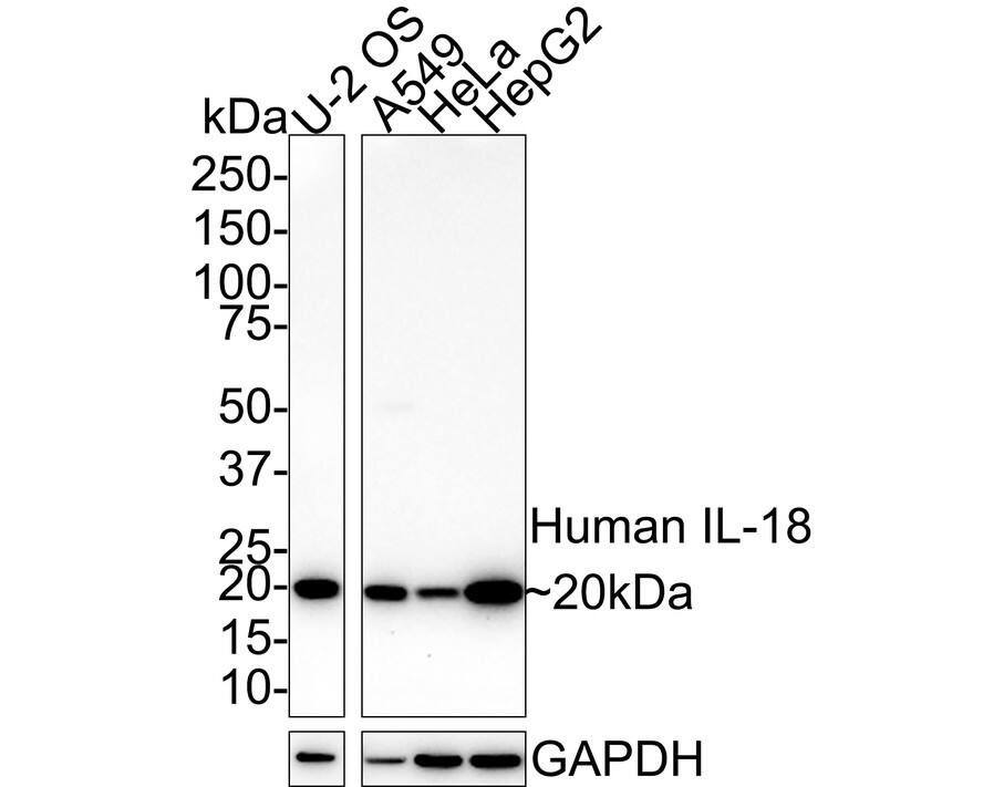 Western Blot: IL-18/IL-1F4 Antibody (PSH02-08) [NBP3-32451] - Western blot analysis of IL-18/IL-1F4 on different lysates with Rabbit anti-IL-18/IL-1F4 antibody (NBP3-32451) at 1/1,000 dilution. Lane 1: U-2 OS cell lysate Lane 2: A549 cell lysate Lane 3: HeLa cell lysate Lane 4: HepG2 cell lysate Lysates/proteins at 20 ug/Lane. Predicted band size: 22 kDa Observed band size: 20 kDa Exposure time: 1 minute 45 seconds; 4-20% SDS-PAGE gel. Proteins were transferred to a PVDF membrane and blocked with 5% NFDM/TBST for 1 hour at room temperature. The primary antibody (NBP3-32451) at 1/1,000 dilution was used in 5% NFDM/TBST at room temperature for 2 hours. Goat Anti-Rabbit IgG - HRP Secondary Antibody at 1/100,000 dilution was used for 1 hour at room temperature.