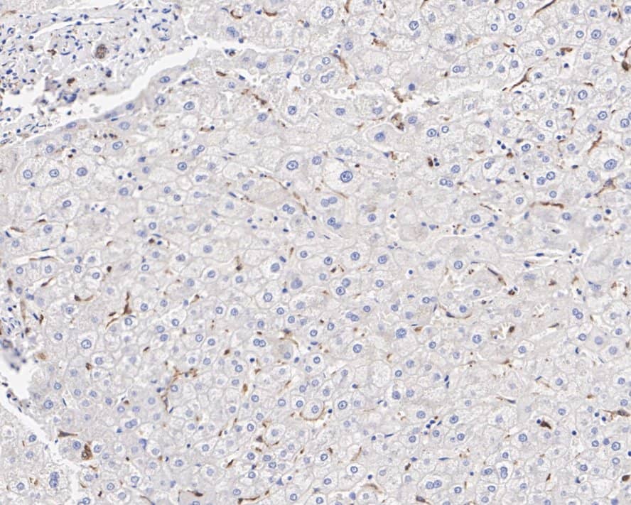 Immunohistochemistry: IL-18/IL-1F4 Antibody (PSH02-08) [NBP3-32451] - Immunohistochemical analysis of paraffin-embedded human liver tissue with Rabbit anti-IL-18/IL-1F4 antibody (NBP3-32451) at 1/5,000 dilution. The section was pre-treated using heat mediated antigen retrieval with Tris-EDTA buffer (pH 9.0) for 20 minutes. The tissues were blocked in 1% BSA for 20 minutes at room temperature, washed with ddH2O and PBS, and then probed with the primary antibody (NBP3-32451) at 1/5,000 dilution for 1 hour at room temperature. The detection was performed using an HRP conjugated compact polymer system. DAB was used as the chromogen. Tissues were counterstained with hematoxylin and mounted with DPX.