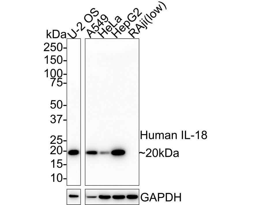 Western blot analysis on different lysates with NBP3-32452 at 1/1,000 dilution. Lane 1: U-2 OS cell lysate Lane 2: A549 cell lysate Lane 3: HeLa cell lysate Lane 4: HepG2 cell lysate Lane 5: Raji cell lysate (low expression) Lysates/proteins at 20 µg/Lane. Predicted band size: 22 kDa Observed band size: 20 kDa Exposure time: 39 seconds; 4-20% SDS-PAGE gel. Proteins were transferred to a PVDF membrane and blocked with 5% NFDM/TBST for 1 hour at room temperature. NBP3-32452 at 1/1,000 dilution was used in 5% NFDM/TBST at room temperature for 2 hours. Goat Anti-Rabbit IgG [HRP] Secondary Antibody at 1/100,000 dilution was used for 1 hour at room temperature.