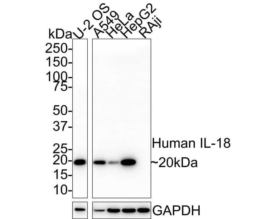 Western Blot: IL-18/IL-1F4 Antibody (PSH02-09) [NBP3-32452] - Western blot analysis of IL-18/IL-1F4 on different lysates with Rabbit anti-IL-18/IL-1F4 antibody (NBP3-32452) at 1/1,000 dilution. Lane 1: U-2 OS cell lysate Lane 2: A549 cell lysate Lane 3: HeLa cell lysate Lane 4: HepG2 cell lysate Lane 5: Raji cell lysate (low expression) Lysates/proteins at 20 ug/Lane. Predicted band size: 22 kDa Observed band size: 20 kDa Exposure time: 39 seconds; 4-20% SDS-PAGE gel. Proteins were transferred to a PVDF membrane and blocked with 5% NFDM/TBST for 1 hour at room temperature. The primary antibody (NBP3-32452) at 1/1,000 dilution was used in 5% NFDM/TBST at room temperature for 2 hours. Goat Anti-Rabbit IgG - HRP Secondary Antibody at 1/100,000 dilution was used for 1 hour at room temperature.