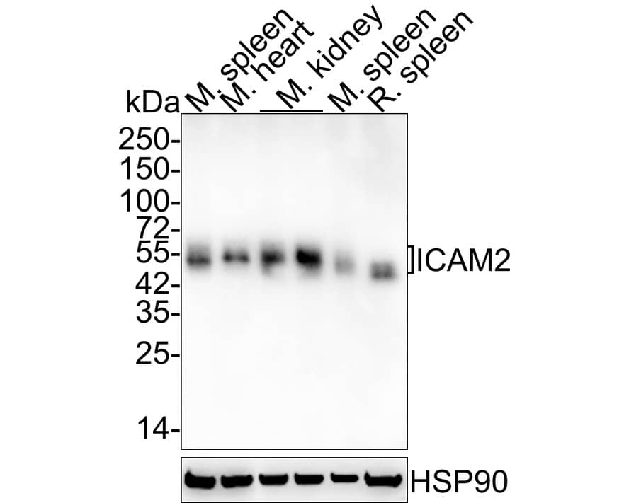 Western Blot: ICAM-2/CD102 Antibody (JE63-28) [NBP3-32456] - Western blot analysis of ICAM-2/CD102 on different lysates with Rabbit anti-ICAM-2/CD102 antibody (NBP3-32456) at 1/1,000 dilution. Lane 1: Mouse spleen tissue lysate Lane 2: Mouse heart tissue lysate (no heat) Lane 3: Mouse kidney tissue lysate (no heat) Lane 4: Mouse kidney tissue lysate Lane 5: Mouse spleen tissue lysate (no heat) Lane 6: Rat spleen tissue lysate (no heat) Lysates/proteins at 40 ug/Lane. Predicted band size: 31 kDa Observed band size: 45-50 kDa Exposure time: 1 minute 2 seconds; 4-20% SDS-PAGE gel. Proteins were transferred to a PVDF membrane and blocked with 5% NFDM/TBST for 1 hour at room temperature. The primary antibody (NBP3-32456) at 1/1,000 dilution was used in 5% NFDM/TBST at 4  overnight. Goat Anti-Rabbit IgG - HRP Secondary Antibody at 1/50,000 dilution was used for 1 hour at room temperature.