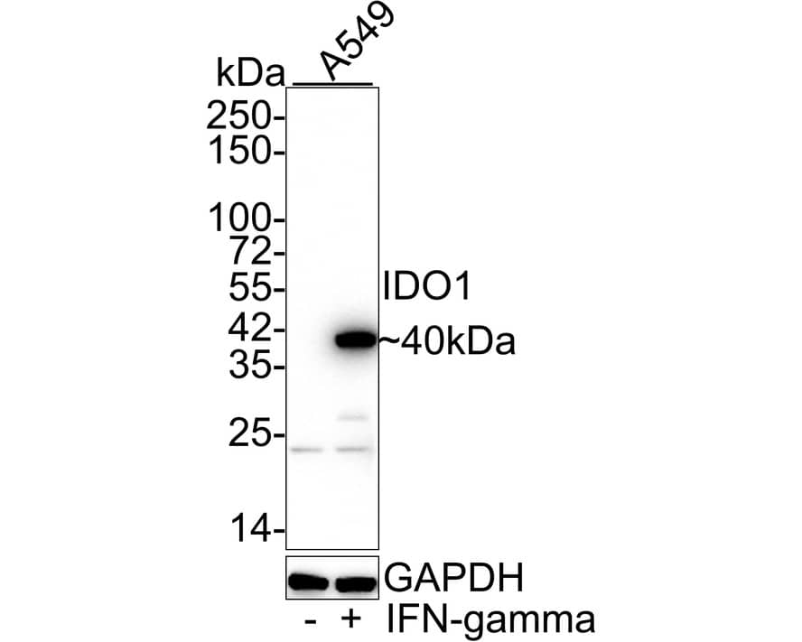 Western Blot: Indoleamine 2,3-dioxygenase/IDO Antibody (PD00-62) [NBP3-32457] - Western blot analysis of Indoleamine 2,3-dioxygenase/IDO on different lysates with Rabbit anti-Indoleamine 2,3-dioxygenase/IDO antibody (NBP3-32457) at 1/1,000 dilution. Lane 1: A549 cell lysate Lane 2: A549 treated with 50ng/mL IFN-gamma for 24 hours cell lysate Lysates/proteins at 20 ug/Lane. Predicted band size: 45 kDa Observed band size: 40 kDa Exposure time: 17 seconds; 4-20% SDS-PAGE gel. Proteins were transferred to a PVDF membrane and blocked with 5% NFDM/TBST for 1 hour at room temperature. The primary antibody (NBP3-32457) at 1/1,000 dilution was used in 5% NFDM/TBST at 4C overnight. Goat Anti-Rabbit IgG - HRP Secondary Antibody at 1/50,000 dilution was used for 1 hour at room temperature.