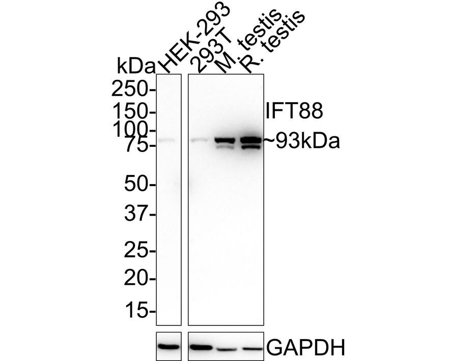 Western blot analysis on different lysates with NBP3-32459 at 1/1,000 dilution. Lane 1: HEK-293 cell lysate (20 µg/Lane) Lane 2: 293T cell lysate (20 µg/Lane) Lane 3: Mouse testis tissue lysate (40 µg/Lane) Lane 4: Rat testis tissue lysate (20 µg/Lane) Predicted band size: 93 kDa Observed band size: 93 kDa Exposure time: 3 minutes; 4-20% SDS-PAGE gel. Proteins were transferred to a PVDF membrane and blocked with 5% NFDM/TBST for 1 hour at room temperature. NBP3-32459 at 1/1,000 dilution was used in 5% NFDM/TBST at 4℃ overnight. Goat Anti-Rabbit IgG [HRP] Secondary Antibody at 1:50,000 dilution was used for 1 hour at room temperature.