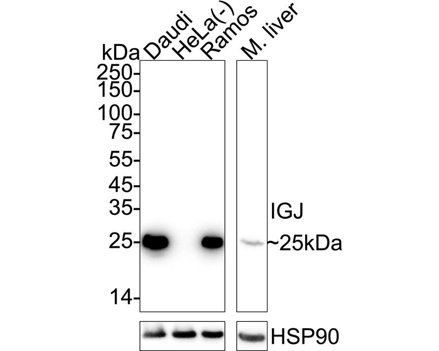 Western Blot IgJ Antibody (PD00-89)