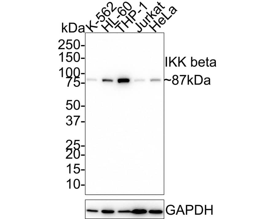 Western blot analysis on different lysates with NBP3-32463 at 1/1,000 dilution. Lane 1: K-562 cell lysate Lane 2: HL-60 cell lysate Lane 3: THP-1 cell lysate Lane 4: Jurkat cell lysate Lane 5: HeLa cell lysate Lysates/proteins at 20 µg/Lane. Predicted band size: 87 kDa Observed band size: 87 kDa Exposure time: 3 minutes; 4-20% SDS-PAGE gel. Proteins were transferred to a PVDF membrane and blocked with 5% NFDM/TBST for 1 hour at room temperature. NBP3-32463 at 1/1,000 dilution was used in 5% NFDM/TBST at room temperature for 2 hours. Goat Anti-Rabbit IgG [HRP] Secondary Antibody at 1/50,000 dilution was used for 1 hour at room temperature.