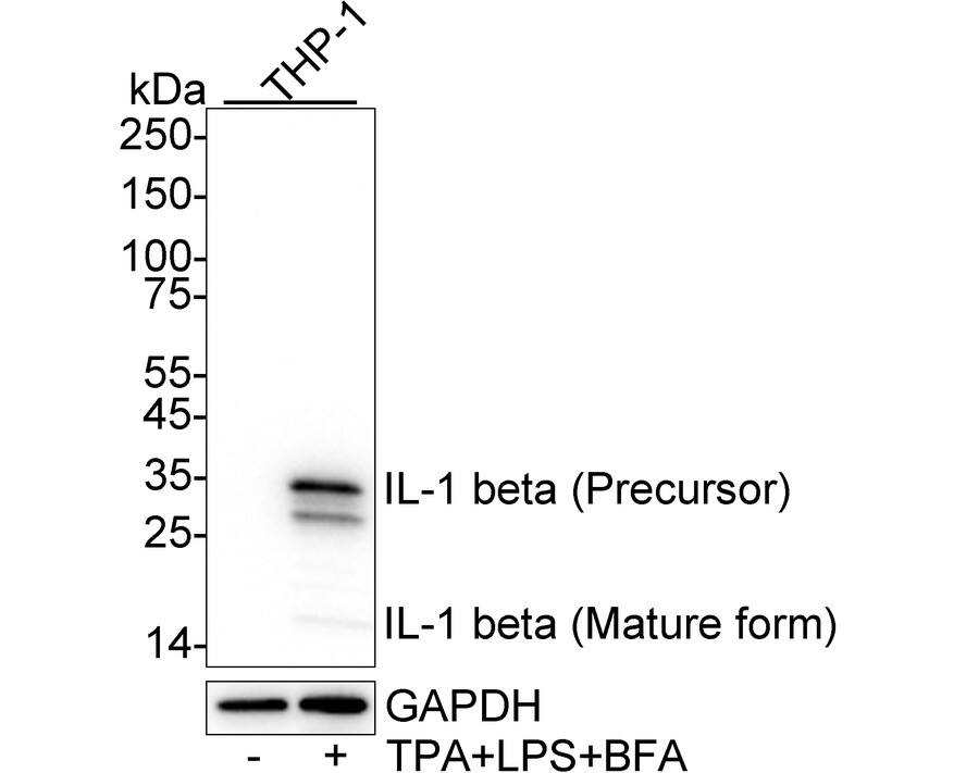 Western blot analysis on different lysates with NBP3-32464 at 1/2,000 dilution. Lane 1: THP-1 cell lysate Lane 2: THP-1 treated with 80nM TPA overnight then replaced with 100ng/mL LPS for 6 hours add 300ng/mL BFA for last 3 hours cell lysate Lysates/proteins at 20 µg/Lane. Predicted band size: 31 kDa Observed band size: 35/17 kDa Exposure time: 4 seconds;  4-20% SDS-PAGE gel. Proteins were transferred to a PVDF membrane and blocked with 5% NFDM/TBST for 1 hour at room temperature. NBP3-32464 at 1/2,000 dilution was used in 5% NFDM/TBST at 4℃ overnight. Goat anti-Mouse IgG [HRP] at 1/50,000 dilution was used for 1 hour at room temperature.