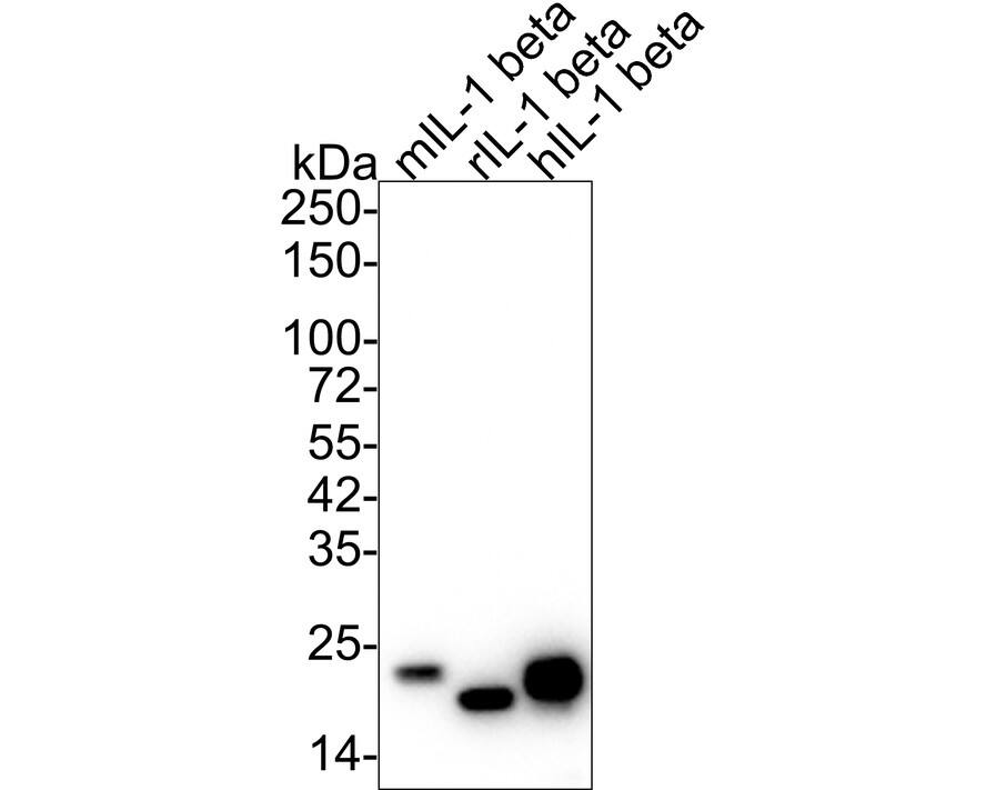 Western blot analysis of  different proteins with NBP3-32464 at 1/2,000 dilution. Lane 1: Recombinant mouse IL-1 beta Lane 2: Recombinant rat IL-1 beta Lane 3: Recombinant human IL-1 beta Lysates/proteins at 50 ng/Lane. Exposure time: 30 seconds; 4-20% SDS-PAGE gel. Proteins were transferred to a PVDF membrane and blocked with 5% NFDM/TBST for 1 hour at room temperature. NBP3-32464 at 1/2,000 dilution was used in 5% NFDM/TBST at room temperature for 2 hours. Goat anti-Mouse IgG [HRP] at 1/50,000 dilution was used for 1 hour at room temperature.