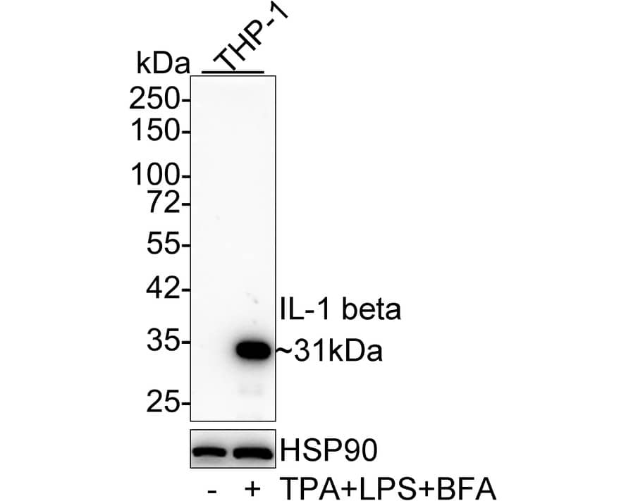 Western Blot: IL-1 beta/IL-1F2 Antibody (A7F7-R) [NBP3-32464] - Western blot analysis of IL-1 beta/IL-1F2 on different lysates with Mouse anti-IL-1 beta/IL-1F2 antibody (NBP3-32464) at 1/1,000 dilution. Lane 1: THP-1 cell lysate Lane 2: THP-1 treated with 80nM TPA overnight then treated with 100ng/mL LPS for 6 hours add 300ng/mL BFA for 3 hours cell lysate Lysates/proteins at 10 ug/Lane. Predicted band size: 31 kDa Observed band size: 31 kDa Exposure time: 1 minute; 4-20% SDS-PAGE gel. Proteins were transferred to a PVDF membrane and blocked with 5% NFDM/TBST for 1 hour at room temperature. The primary antibody (NBP3-32464) at 1/1,000 dilution was used in 5% NFDM/TBST at 4  overnight. Goat Anti-Mouse IgG - HRP Secondary Antibody at 1/50,000 dilution was used for 1 hour at room temperature.
