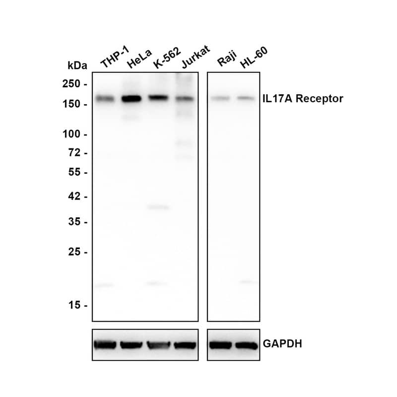 Western blot analysis on different lysates with NBP3-32467 at 1/1,000 dilution. Lane 1: THP-1 cell lysate Lane 2: HeLa cell lysate Lane 3: K-562 cell lysate Lane 4: Jurkat cell lysate Lane 5: Raji cell lysate Lane 6: HL-60 cell lysate Lysates/proteins at 25 µg/Lane. Predicted band size: 96 kDa Observed band size: 160 kDa Exposure time: 30 seconds; 4-20% SDS-PAGE gel. Proteins were transferred to a PVDF membrane and blocked with 5% NFDM/TBST for 1 hour at room temperature. NBP3-32467 at 1/1,000 dilution was used in 5% NFDM/TBST at 4℃ overnight. Goat Anti-Rabbit IgG [HRP] Secondary Antibody at 1/50,000 dilution was used for 1 hour at room temperature.