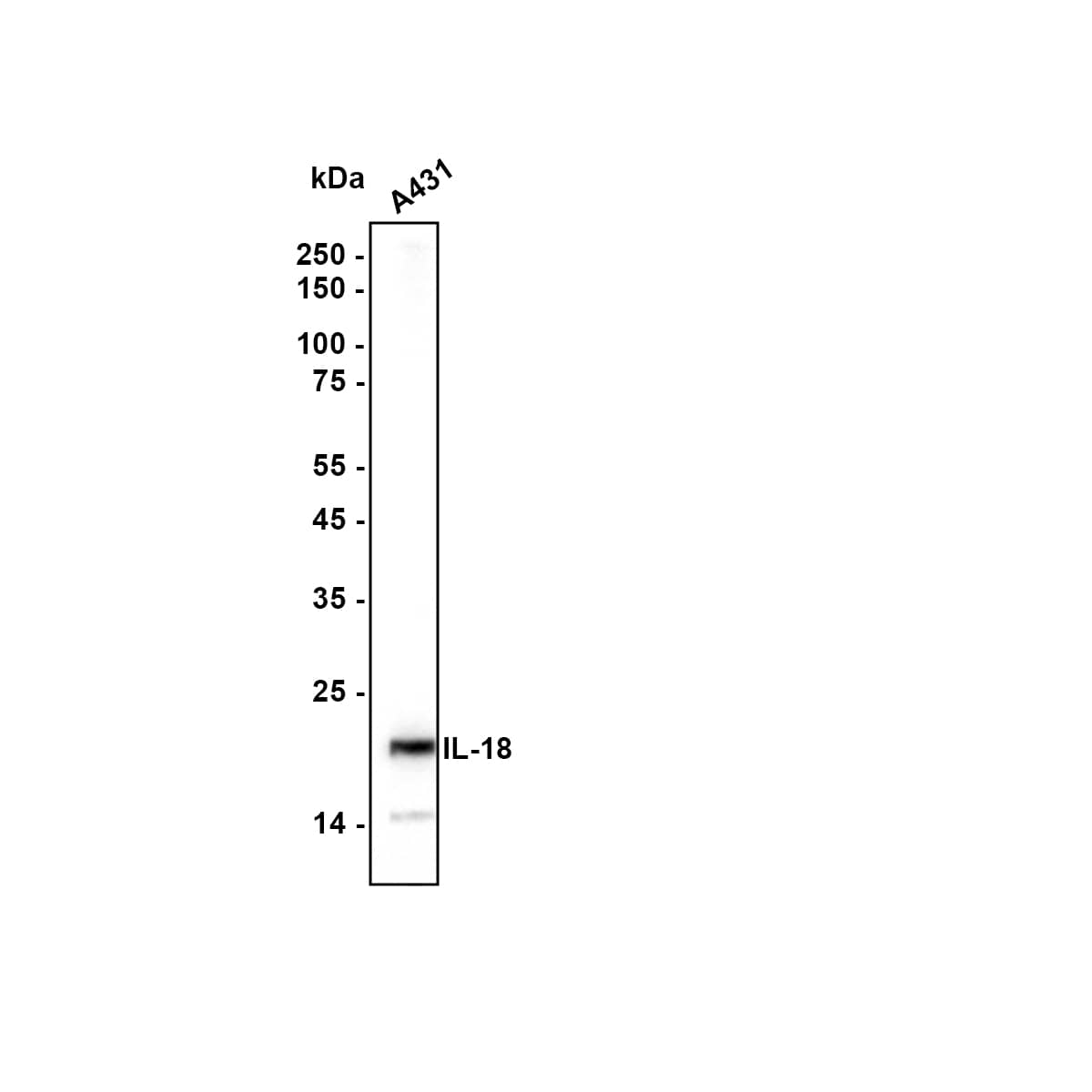 Western blot analysis on different lysates with NBP3-32468 at 1/1,000 dilution. Lane 1: A431 cell lysate Lysates/proteins at 10 µg/Lane. Predicted band size: 22 kDa Observed band size: 22 kDa Exposure time: 20 seconds; 12% SDS-PAGE gel. Proteins were transferred to a PVDF membrane and blocked with 5% NFDM/TBST for 1 hour at room temperature. NBP3-32468 at 1/1,000 dilution was used in 5% NFDM/TBST at room temperature for 2 hours. Goat Anti-Rabbit IgG [HRP] Secondary Antibody at 1:100,000 dilution was used for 1 hour at room temperature.