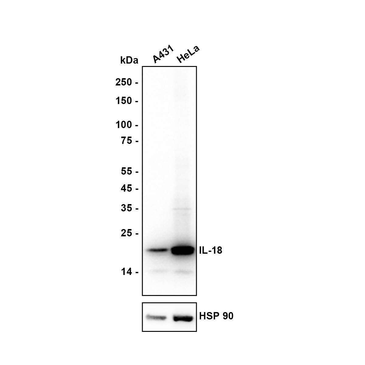 Western blot analysis on different lysates with NBP3-32469 at 1/5,000 dilution. Lane 1: A431 (Human epidermoid carcinoma skin squamous cell) cell lysate Lane 2: HeLa (Human cervical adenocarcinoma cell) cell lysate Lysates/proteins at 20 µg/Lane. Exposure time: 6 seconds Blocking: 5% NFDM/TBST, 1 hour at room temperature Primary antibody: NBP3-32469, 1/5,000 in primary antibody dilution buffer, overnight at 4 ℃ Secondary antibody: Goat Anti-Rabbit IgG [HRP] Secondary Antibody, 1/50,000 in 5% NFDM/TBST, 1 hour at room temperature Predicted band size: 22 kDa Observed band size: 22 kDa