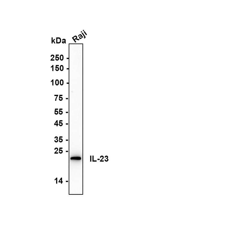 Western blot analysis on different lysates with NBP3-32470 at 1/5,000 dilution. Lane 1: Raji (Human Burkitt's lymphoma cell) cell lysate Lysates/proteins at 20 µg/Lane. Exposure time: 53 seconds Blocking: 5% NFDM/TBST, 1 hour at room temperature Primary antibody: NBP3-32470, 1/5,000 in primary antibody dilution buffer, overnight at 4 ℃ Secondary antibody: Goat Anti-Rabbit IgG [HRP] Secondary Antibody, 1/50,000 in 5% NFDM/TBST, 1 hour at room temperature Predicted band size: 21 kDa Observed band size: 21 kDa