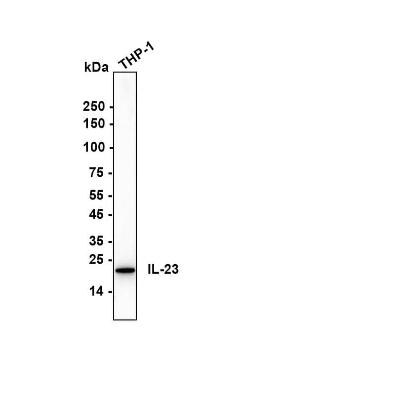 Western blot analysis on different lysates with NBP3-32470 at 1/5,000 dilution. Lane 1: THP-1 (Human acute monoblastic leukemia cell) cell lysate Lysates/proteins at 20 µg/Lane. Exposure time: 53 seconds Blocking: 5% NFDM/TBST, 1 hour at room temperature Primary antibody: NBP3-32470, 1/5,000 in primary antibody dilution buffer, overnight at 4 ℃ Secondary antibody: Goat Anti-Rabbit IgG [HRP] Secondary Antibody, 1/50,000 in 5% NFDM/TBST, 1 hour at room temperature Predicted band size: 21 kDa Observed band size: 21 kDa