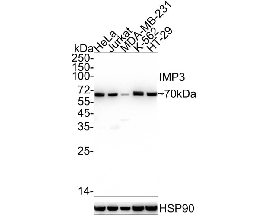 Western blot analysis on different lysates with NBP3-32471 at 1/1,000 dilution. Lane 1: HeLa cell lysate Lane 2: Jurkat cell lysate Lane 3: MDA-MB-231 cell lysate Lane 4: K-562 cell lysate Lane 5: HT-29 cell lysate Lysates/proteins at 20 µg/Lane. Predicted band size: 64 kDa Observed band size: 70 kDa Exposure time: 14 seconds;  4-20% SDS-PAGE gel. Proteins were transferred to a PVDF membrane and blocked with 5% NFDM/TBST for 1 hour at room temperature. NBP3-32471 at 1/1,000 dilution was used in 5% NFDM/TBST at 4℃ overnight. Goat Anti-Rabbit IgG [HRP] Secondary Antibody at 1/50,000 dilution was used for 1 hour at room temperature.