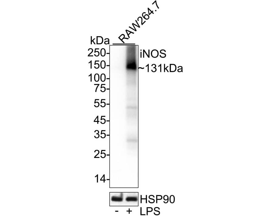 Western blot analysis on different lysates with NBP3-32472 at 1/5,000 dilution. Lane 1: RAW264.7 cell lysate Lane 2: RAW264.7 treated with 1μg/mL LPS for 24 hours cell lysate Lysates/proteins at 10 µg/Lane. Predicted band size: 131 kDa Observed band size: 131 kDa Exposure time: 4 seconds;  4-20% SDS-PAGE gel. Proteins were transferred to a PVDF membrane and blocked with 5% NFDM/TBST for 1 hour at room temperature. NBP3-32472 at 1/5,000 dilution was used in primary antibody dilution at 4℃ overnight. Goat Anti-Rabbit IgG [HRP] Secondary Antibody at 1/50,000 dilution was used for 1 hour at room temperature.