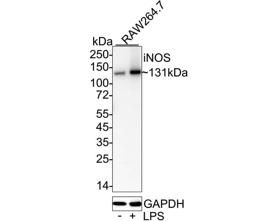Western blot analysis on different lysates with NBP3-32473 at 1/1,000 dilution. Lane 1: RAW264.7 cell lysate Lane 2: RAW264.7 treated with 1μg/mL LPS for 24 hours cell lysate Lysates/proteins at 20 µg/Lane. Predicted band size: 131 kDa Observed band size: 131 kDa Exposure time: 3 minutes;  4-20% SDS-PAGE gel. Proteins were transferred to a PVDF membrane and blocked with 5% NFDM/TBST for 1 hour at room temperature. NBP3-32473 at 1/1,000 dilution was used in 5% NFDM/TBST at 4℃ overnight. Goat Anti-Rabbit IgG [HRP] Secondary Antibody at 1/50,000 dilution was used for 1 hour at room temperature.