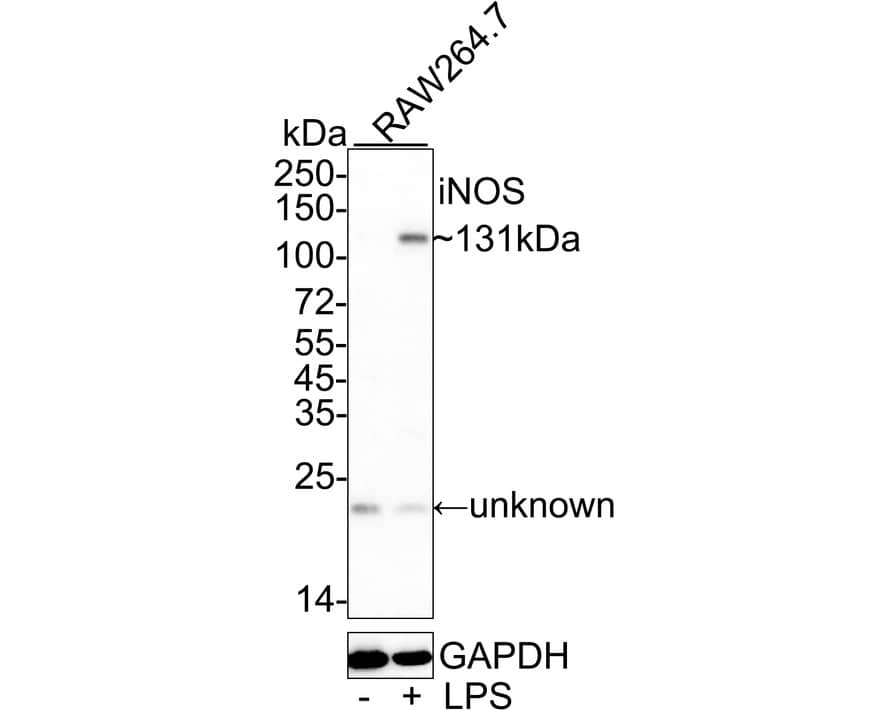 Western Blot: iNOS Antibody (PSH03-69) [NBP3-32473] - Western blot analysis of iNOS on different lysates with Rabbit anti-iNOS antibody (NBP3-32473) at 1/1,000 dilution. Lane 1: RAW264.7 cell lysate Lane 2: RAW264.7 treated with 1ug/mL LPS for 24 hours cell lysate Lysates/proteins at 10 ug/Lane. Predicted band size: 131 kDa Observed band size: 131 kDa Exposure time: 3 minutes; ECL; 4-20% SDS-PAGE gel. Proteins were transferred to a PVDF membrane and blocked with 5% NFDM/TBST for 1 hour at room temperature. The primary antibody (NBP3-32473) at 1/1,000 dilution was used in 5% NFDM/TBST at 4  overnight. Goat Anti-Rabbit IgG - HRP Secondary Antibody at 1/50,000 dilution was used for 1 hour at room temperature.