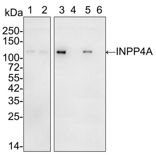 Western Blot INPP4A Antibody (PSH01-27)
