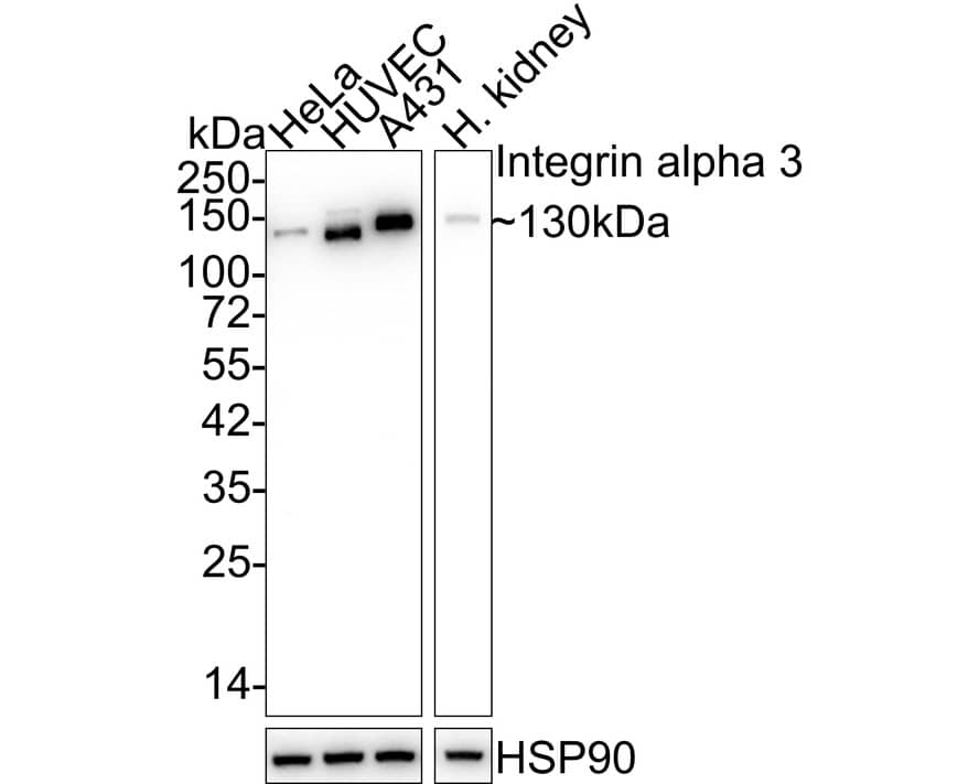 Western Blot: Integrin alpha 3/CD49c Antibody (A7H2) [NBP3-32475] - Western blot analysis of Integrin alpha 3/CD49c on different lysates with Mouse anti-Integrin alpha 3/CD49c antibody (NBP3-32475) at 1/1,000 dilution. Lane 1: HeLa cell lysate (10 ug/Lane) Lane 2: HUVEC cell lysate (10 ug/Lane) Lane 3: A431 cell lysate (10 ug/Lane) Lane 4: Human kidney tissue lysate (20 ug/Lane) Predicted band size: 117 kDa Observed band size: 130 kDa Exposure time: 28 seconds; 4-20% SDS-PAGE gel. Proteins were transferred to a PVDF membrane and blocked with 5% NFDM/TBST for 1 hour at room temperature. The primary antibody (NBP3-32475) at 1/1,000 dilution was used in 5% NFDM/TBST at 4  overnight. Goat Anti-Mouse IgG - HRP Secondary Antibody at 1/50,000 dilution was used for 1 hour at room temperature.
