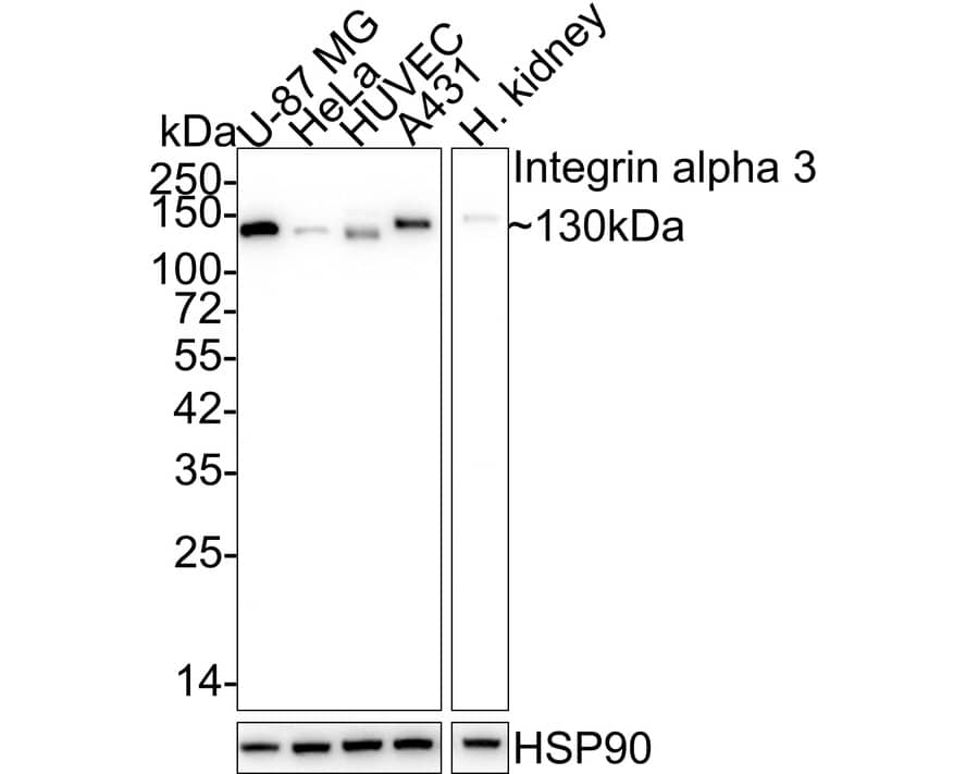 Western Blot: Integrin alpha 3/CD49c Antibody (A7H2-R) [NBP3-32476] - Western blot analysis of Integrin alpha 3/CD49c on different lysates with Mouse anti-Integrin alpha 3/CD49c antibody (NBP3-32476) at 1/1,000 dilution. Lane 1: U-87 MG cell lysate (10 ug/Lane) Lane 2: HeLa cell lysate (10 ug/Lane) Lane 3: HUVEC cell lysate (10 ug/Lane) Lane 4: A431 cell lysate (10 ug/Lane) Lane 5: Human kidney tissue lysate (20 ug/Lane) Predicted band size: 117 kDa Observed band size: 130 kDa Exposure time: 28 seconds; 4-20% SDS-PAGE gel. Proteins were transferred to a PVDF membrane and blocked with 5% NFDM/TBST for 1 hour at room temperature. The primary antibody (NBP3-32476) at 1/1,000 dilution was used in 5% NFDM/TBST at 4  overnight. Goat Anti-Mouse IgG - HRP Secondary Antibody at 1/50,000 dilution was used for 1 hour at room temperature.